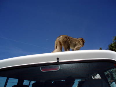 Gibraltar Monkeys