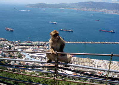 Barbary Macaque