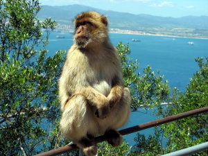 Gibraltar Monkeys Barbary Macaque Vacation Holidays