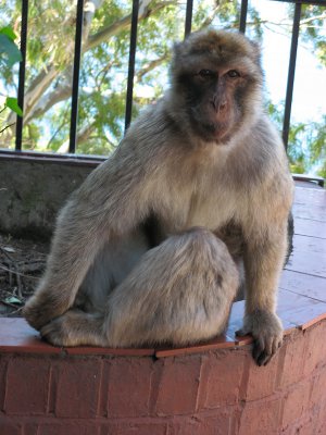 Gibraltar Monkeys Barbary Macaque Vacation Holidays