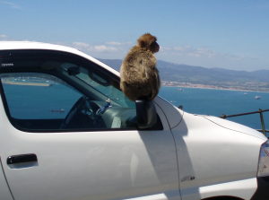 Gibraltar Monkeys Barbary Macaque Vacation Holidays